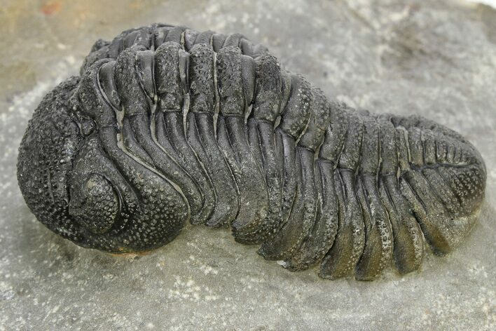 Very Pustulous Morocops Trilobite - Excellent Preparation #224982